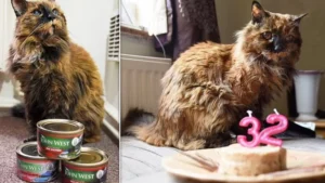 Beloved Norwich Cat Rosie, World’s Oldest, Dies At 33, Equivalent To 152 Human Years