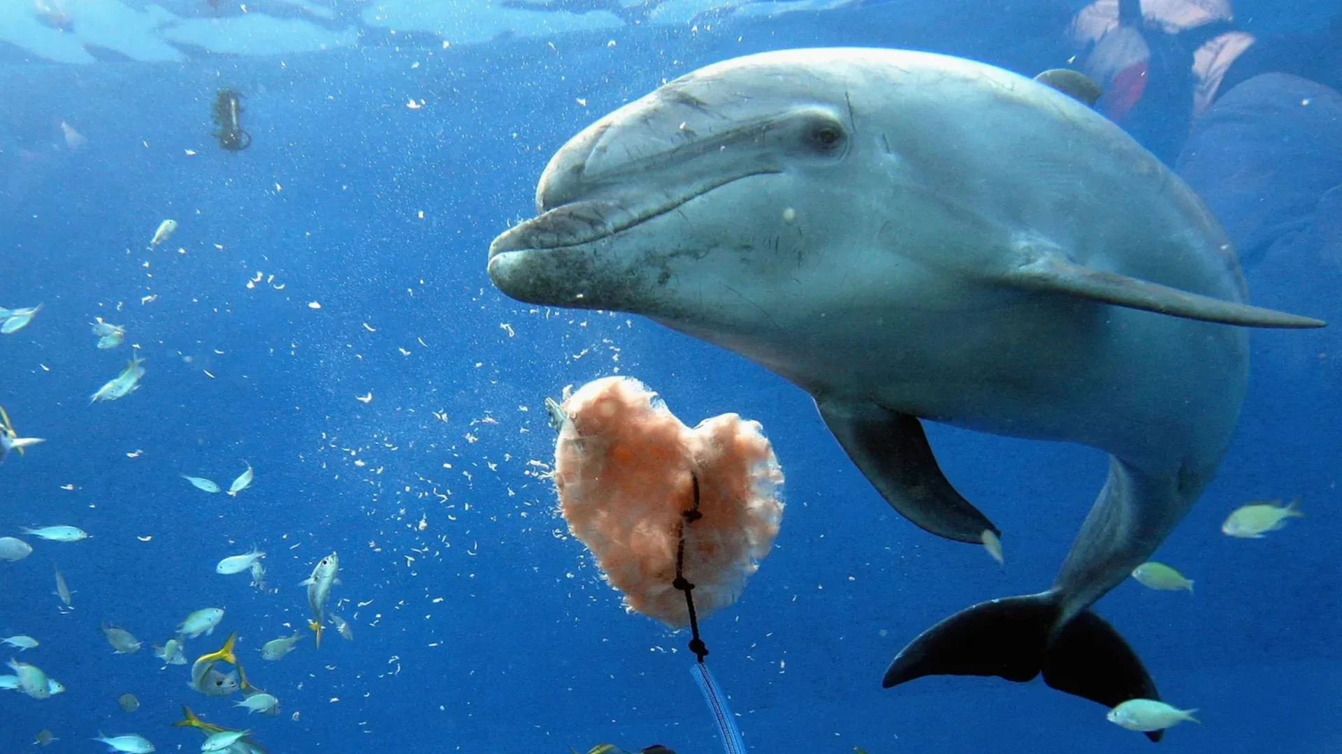 Lonely Dolphin’s Desperation Triggers Spike In Swimmer Attacks In Japan