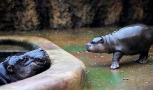 Moo Deng Goes Official: Thai Zoo To Trademark Viral Baby Pygmy Hippo