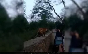 Tourists In Ranthambore Experience Heart-Stopping Close Encounter With Tiger