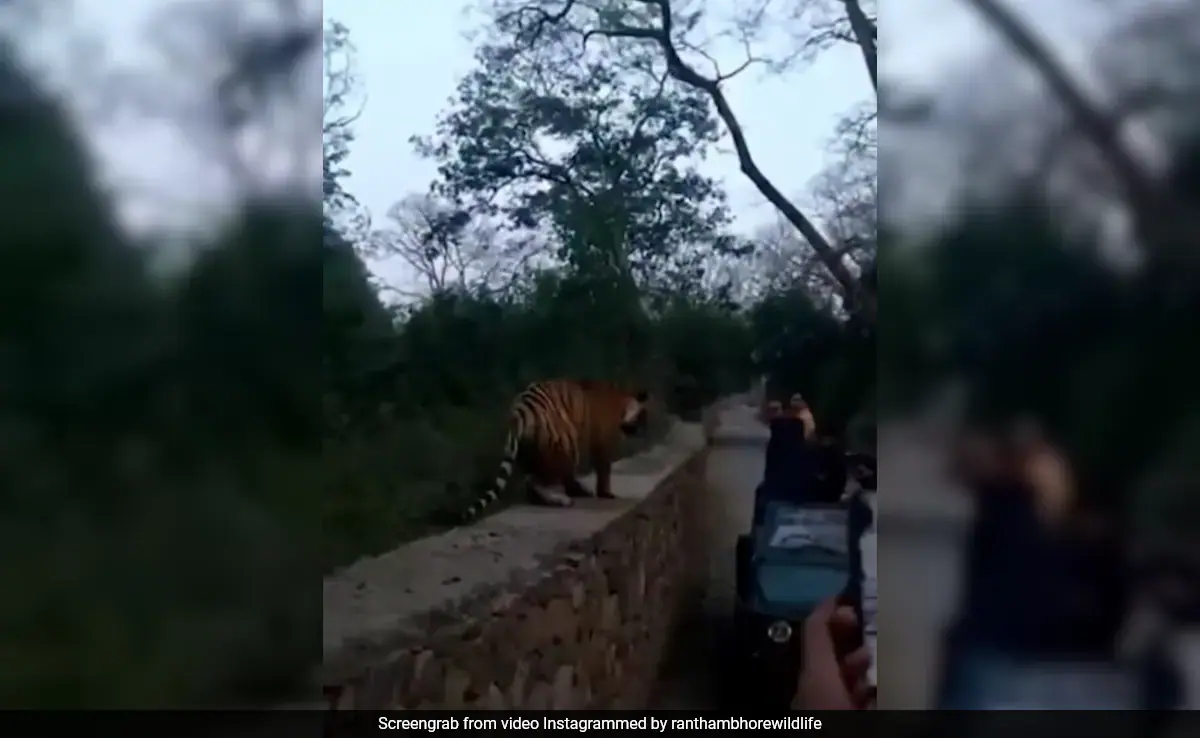 Tourists In Ranthambore Experience Heart-Stopping Close Encounter With Tiger