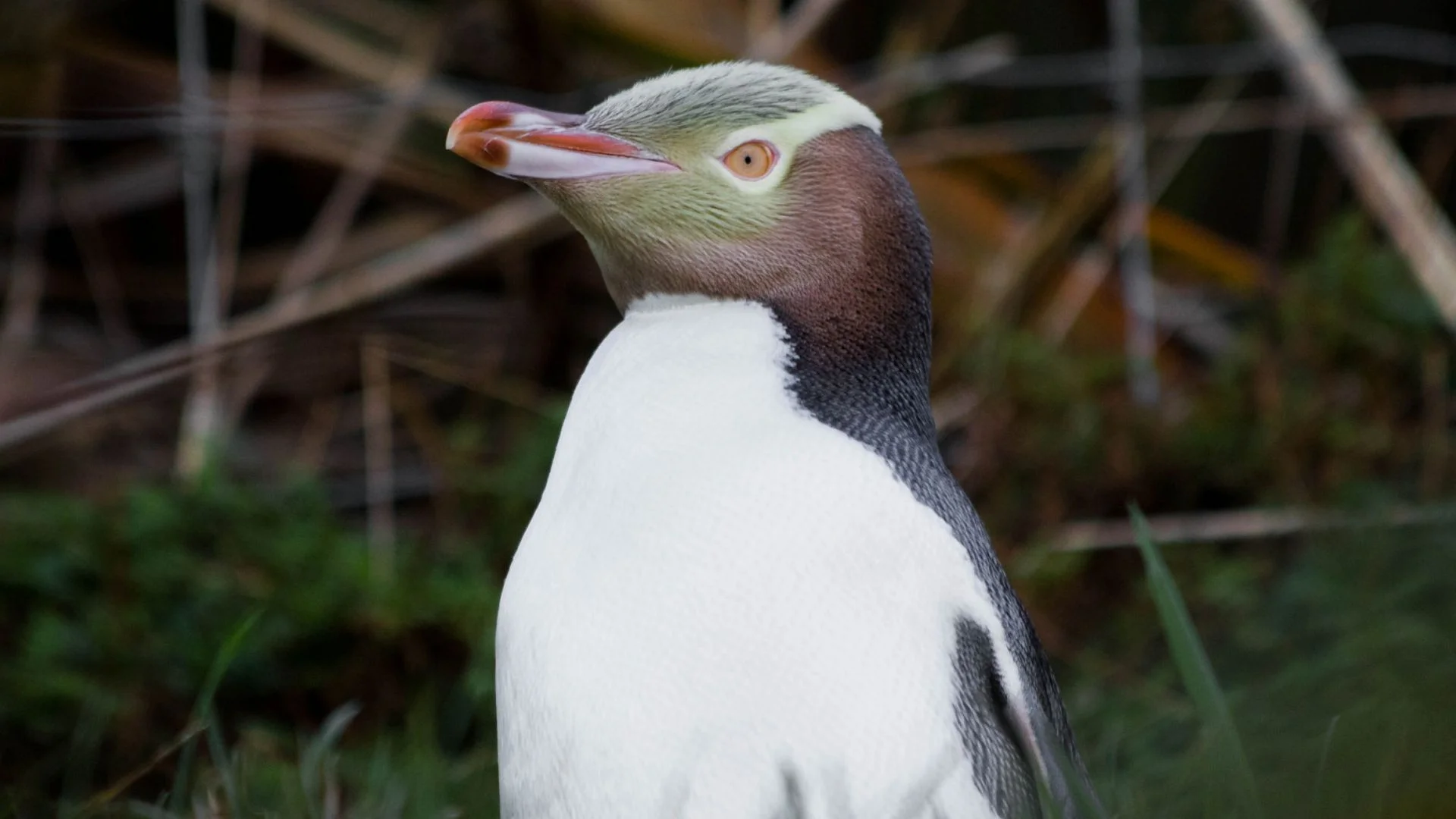 Endangered Hoiho The Smelly And Shy Penguin Wins New Zealand’s Bird of the Year