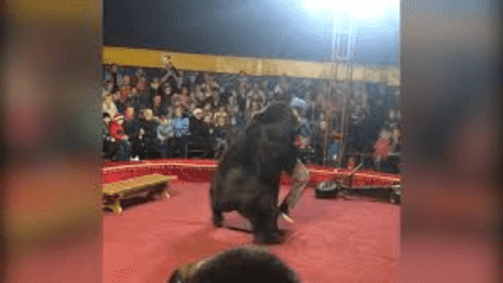 Watch: Bear Attacks Trainer In Russian Circus, Audience Left In Horror