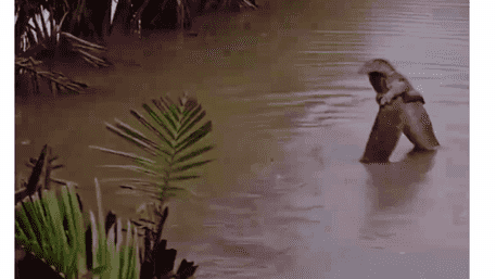 Vadodara Floods Turns Chaos Into Romcom For Crocs In Love: Watch