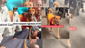 Watch: Stray Dog Dressed For Ganesh Chaturthi Goes Viral