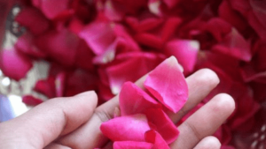 Watch: ‘Gulabi Pakoda’ Street Vendor’s Bizarre Rose-Fried Snack Goes Viral