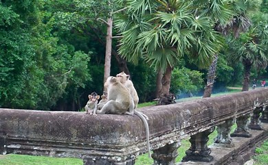 Fears Rise Over Monkeys At Angkor Wat Being Sent For Testing