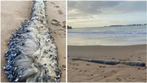 ‘Alien’ Creature On Australian Beach Shocks Locals — Here’s The Truth