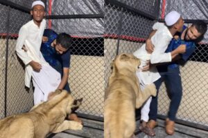 Teen Enters Lion’s Den, Faces Brutal Lioness Attack!