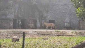 Kolkata’s Alipore Zoo Prepares For Cyclone Dana: Animals Shifted To Shelters, Teams On Standby