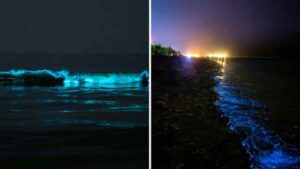 Chennai Beach Lights Up with Bright Blue Waves at Night | Watch