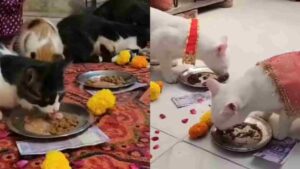 Mumbai Cop Shares Heartwarming Video of Woman Honoring Cats as Kanjaks During Navratri