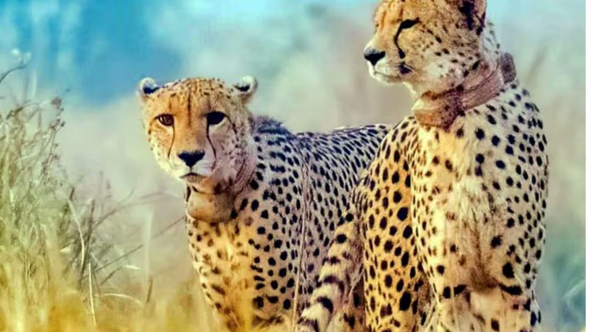 Cheetahs in Kuno National Park to be Released into Wild in Phases Starting Late October