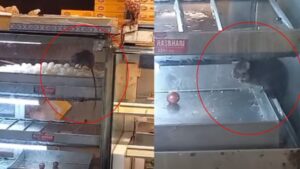 Chooha Treats: Video Captures Rats Eating Sweets Inside Delhi Shop!