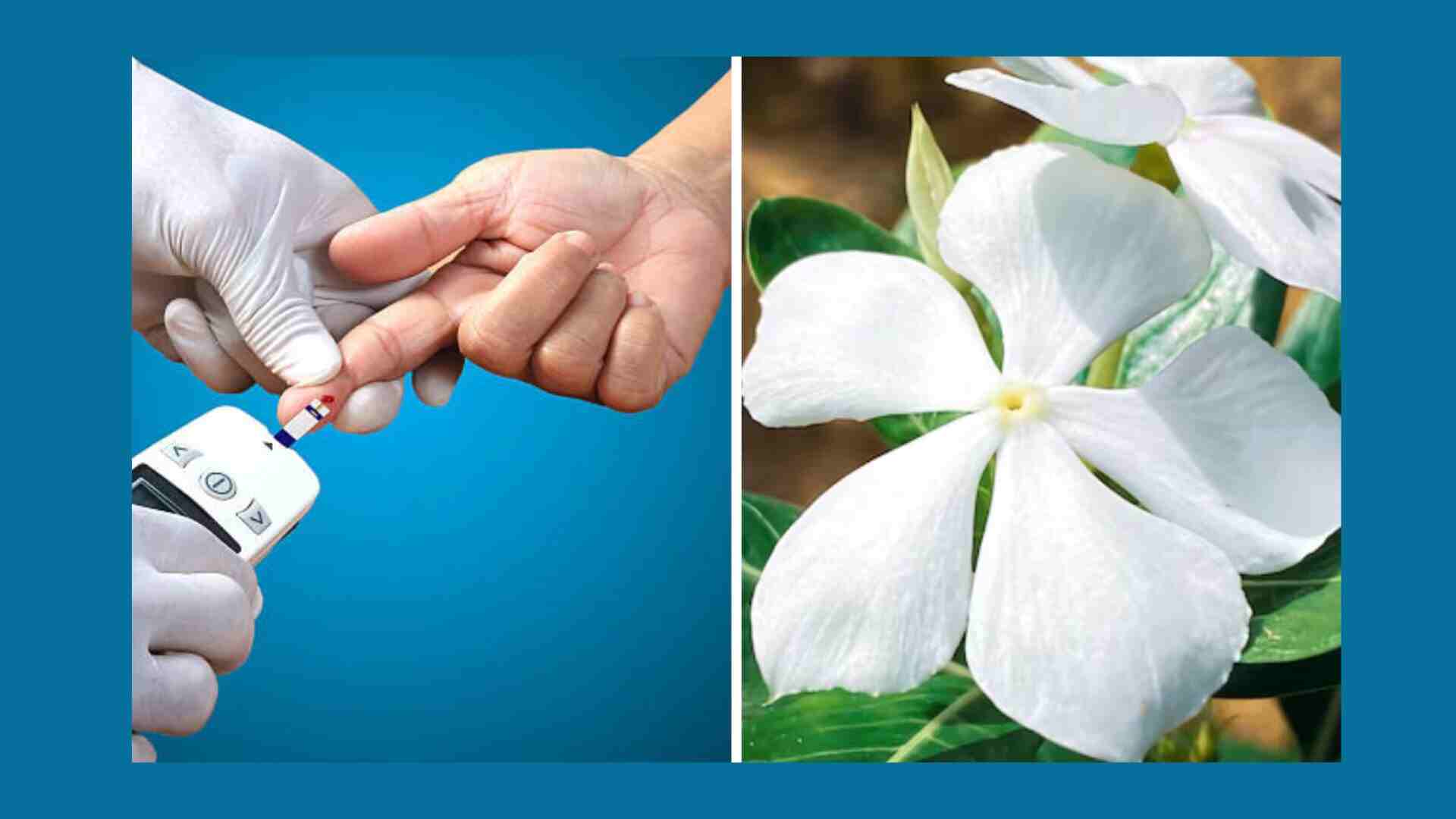 Common Garden Flower Acts Like Insulin