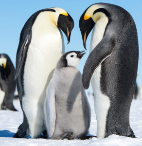 Emperor Penguin Who Journeyed 3,000km to Australia Starts His Trip Back Home