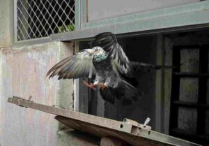 Feathered Thieves: Bengaluru Police Nab Man Using Pigeons for Break-Ins