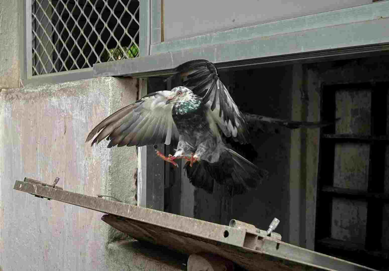 Feathered Thieves Bengaluru Police Nab Man Using Pigeons for Break-Ins