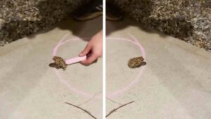 Frog Draws Its Own ‘Lakshman Rekha’, Hilarious Video Of Tiny Toad Goes Viral