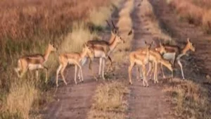 Gujarat Launches Barda Wildlife Safari To Boost Tourism, Online Booking Options Available