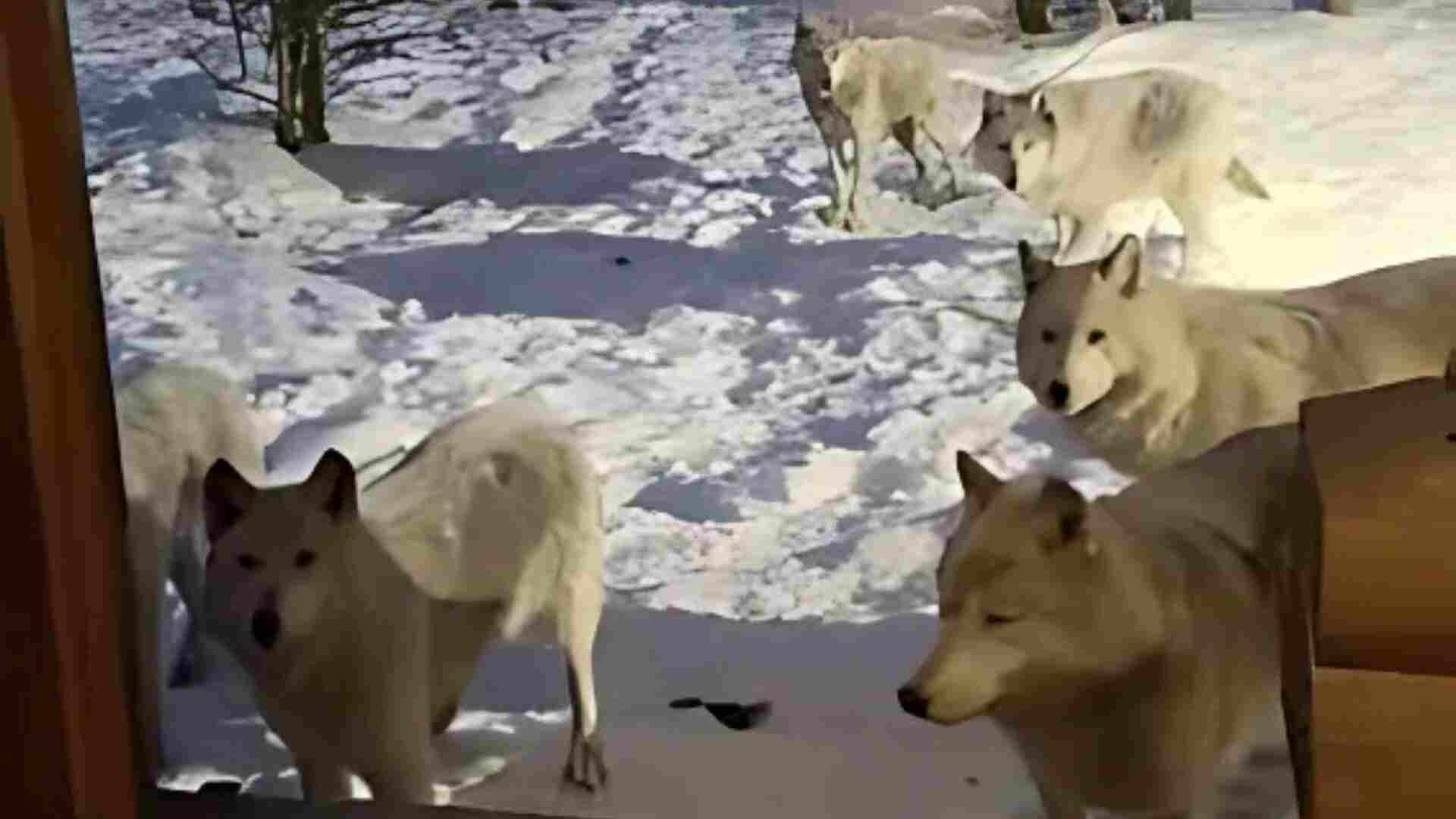 Couple’s Cabin Surrounded by Howling Pack of 9 Wolves Late at Night | Watch