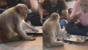 Watch: Man’s Heartwarming Gesture of Sharing Meal with Monkey Wins Netizen’s Heart