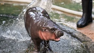 Moo Deng: The Viral Baby Hippo Makes an Election Prediction | Watch