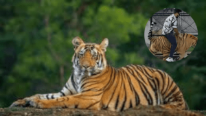 ‘Mowgli In Pakistan’: Man Rides A Tiger, WATCH VIRAL VIDEO