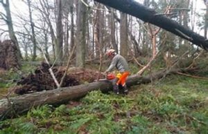 Lt. Governor’s stand on tree felling on Ridge baffling