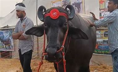 Anmol, a buffalo from Haryana's Sirsa