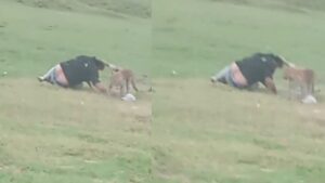 Picnickers Taunt Leopard With ‘Aa Jaa’ Calls, Get Swift Response | Watch