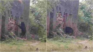 Magical Moment: Rare Sloth Bear Visits Ancient Temple in Ranthambore National Park | Watch