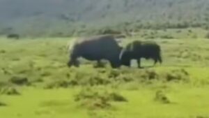 Unbelievable Animal Showdown: Rhino Flips Buffalo In Powerful Encounter | Watch