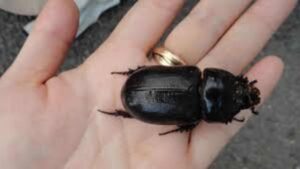 Hawaii Strengthens Measures Against Coconut Rhinoceros Beetles