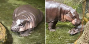 Moonwalking Baby Hippo Moo Deng Goes Viral Again