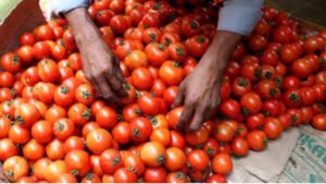 Indore Faces Surge in Tomato Prices; Retail Rates Exceed Rs 120/kg