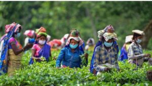 Tea Garden Workers in West Bengal Demand 20% Bonus Amid Protests