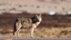 Final Wolf from Deadly Pack Killed by Villagers in Bahraich, Ending Months of Terror