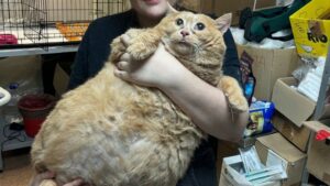 World’s Heaviest Cat, Crumbs, Passes Away Just Weeks After Starting Weight-Loss Journey