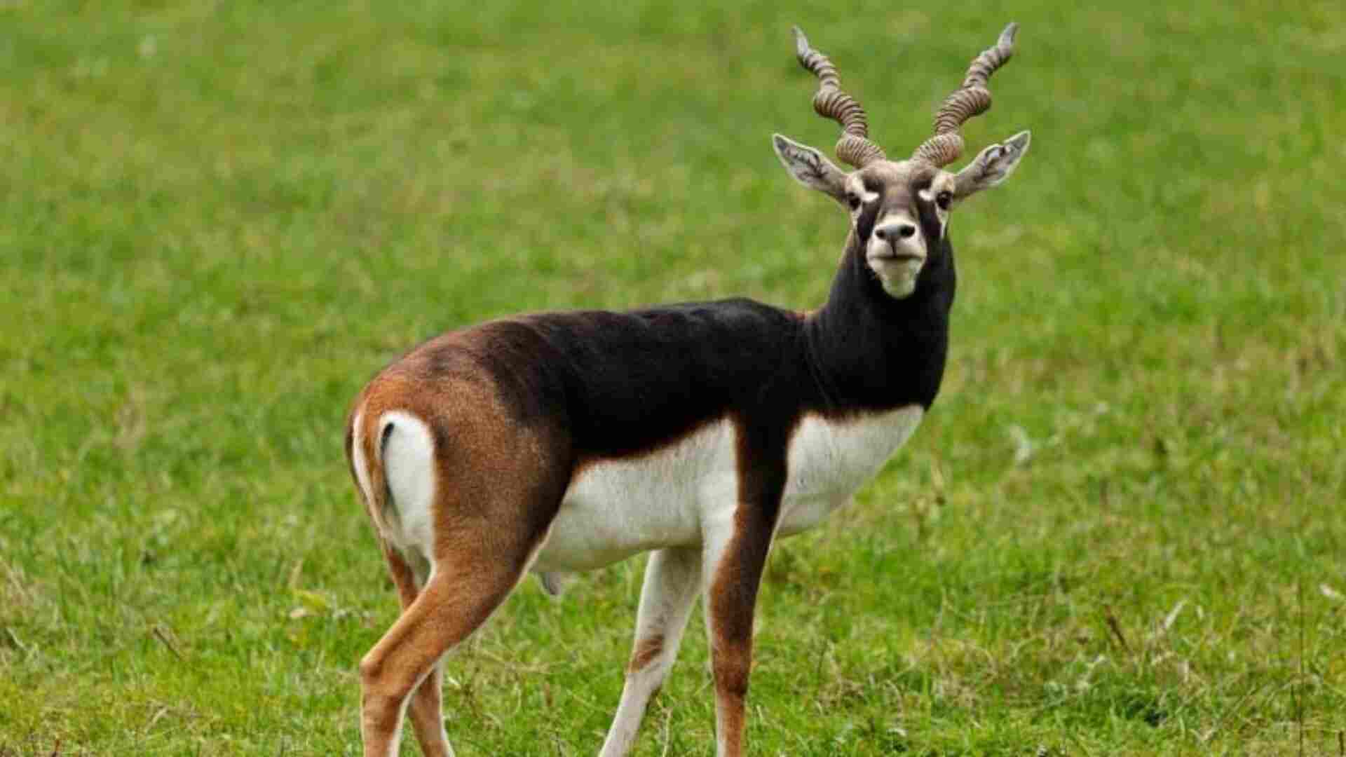 blackbuck