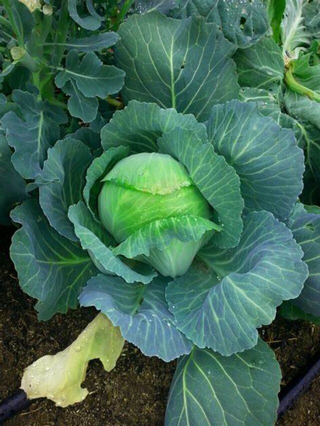 Is Cabbage Harmful? Discover The Risks Of Overconsumption