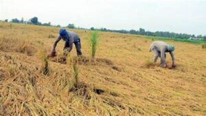 Over 50% paddy unprocured amid glut in Haryana mandis