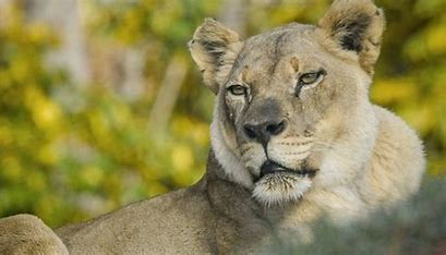 Public Outrage As Australian Zoo Euthanizes Healthy Lioness After Partner’s Death