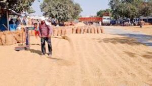 3820 Metric Tons of Paddy procured in Panchkula markets, 3517 Metric Tons lifted