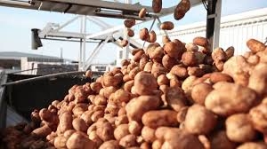 Food Safety Alert: Authorities Seize 21 Quintals of Fake, Chemically-Treated Potatoes