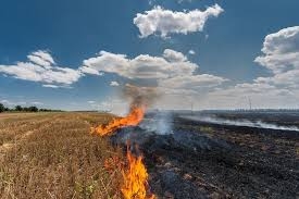 Supreme Court Criticizes Centre Over Stubble Burning: Declares Environment Laws “Toothless”