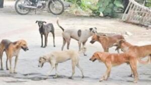 Panchkula residents confused over stray dog bite committee