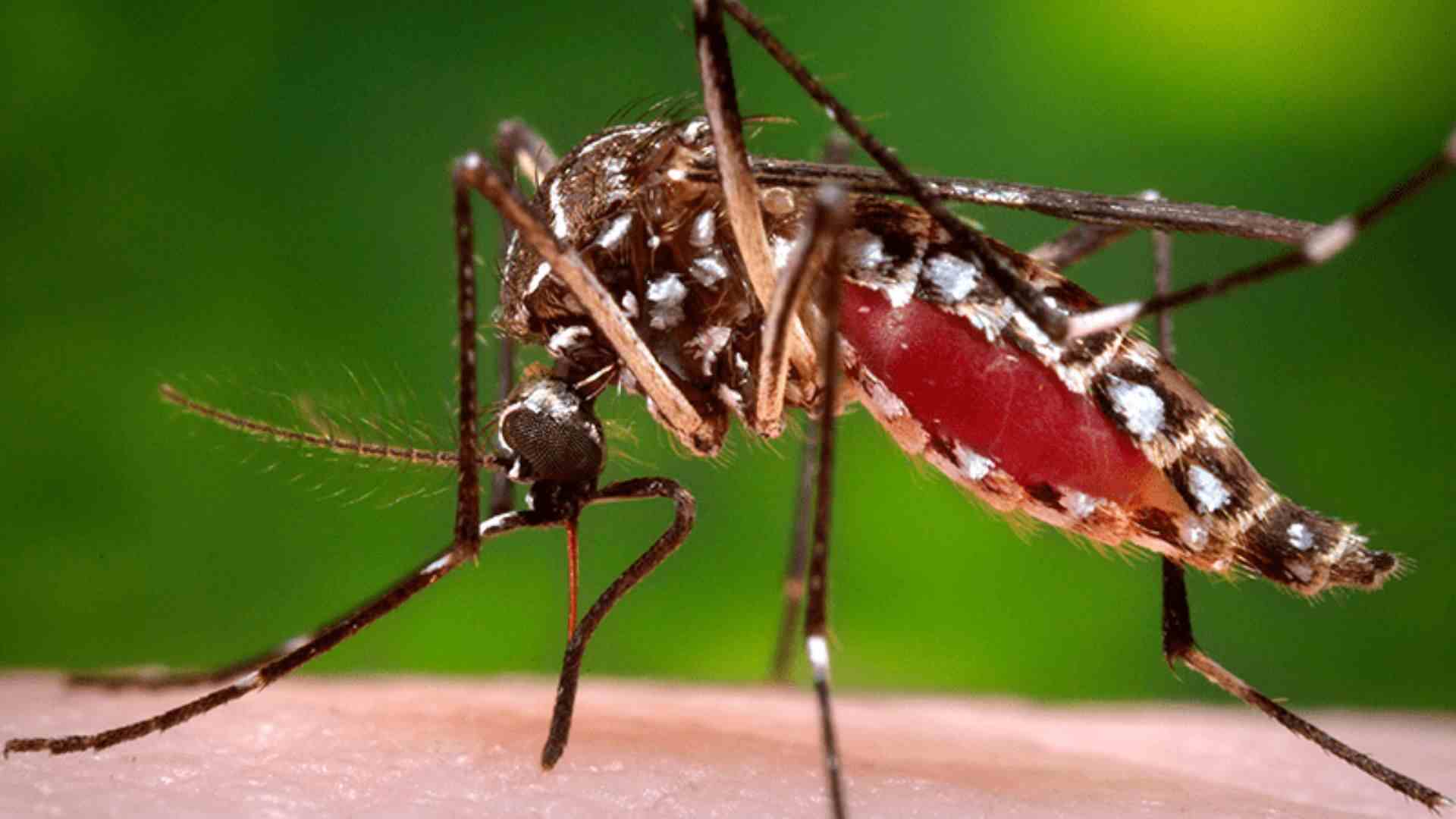 Pakistan: Rawalpindi Battles Dengue Surge; 96 New Cases Reported In One Day