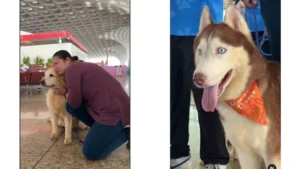 Mumbai Airport Brings Back “Pawfect” Emotional Support Dogs For Travelers