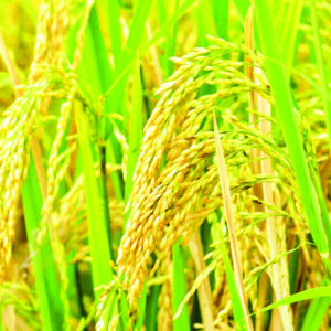 Punjab, Haryana on course to meet  paddy collection target